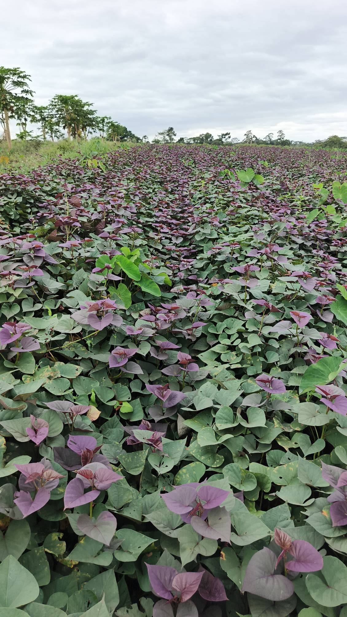 Sweet Potato Fields